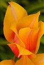 Island Tulip